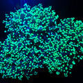 Yaeyamaensis Frogspawn