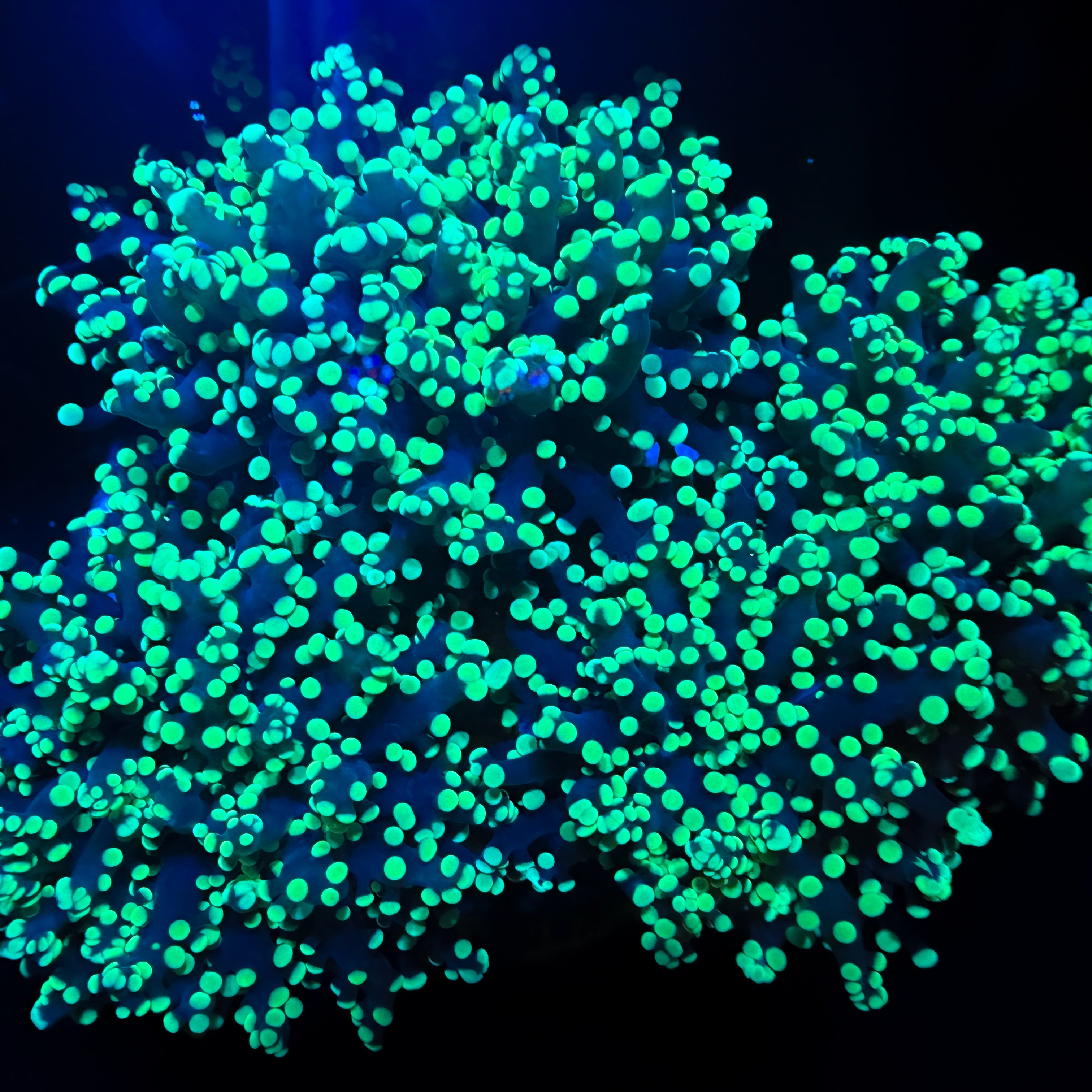 Yaeyamaensis Frogspawn