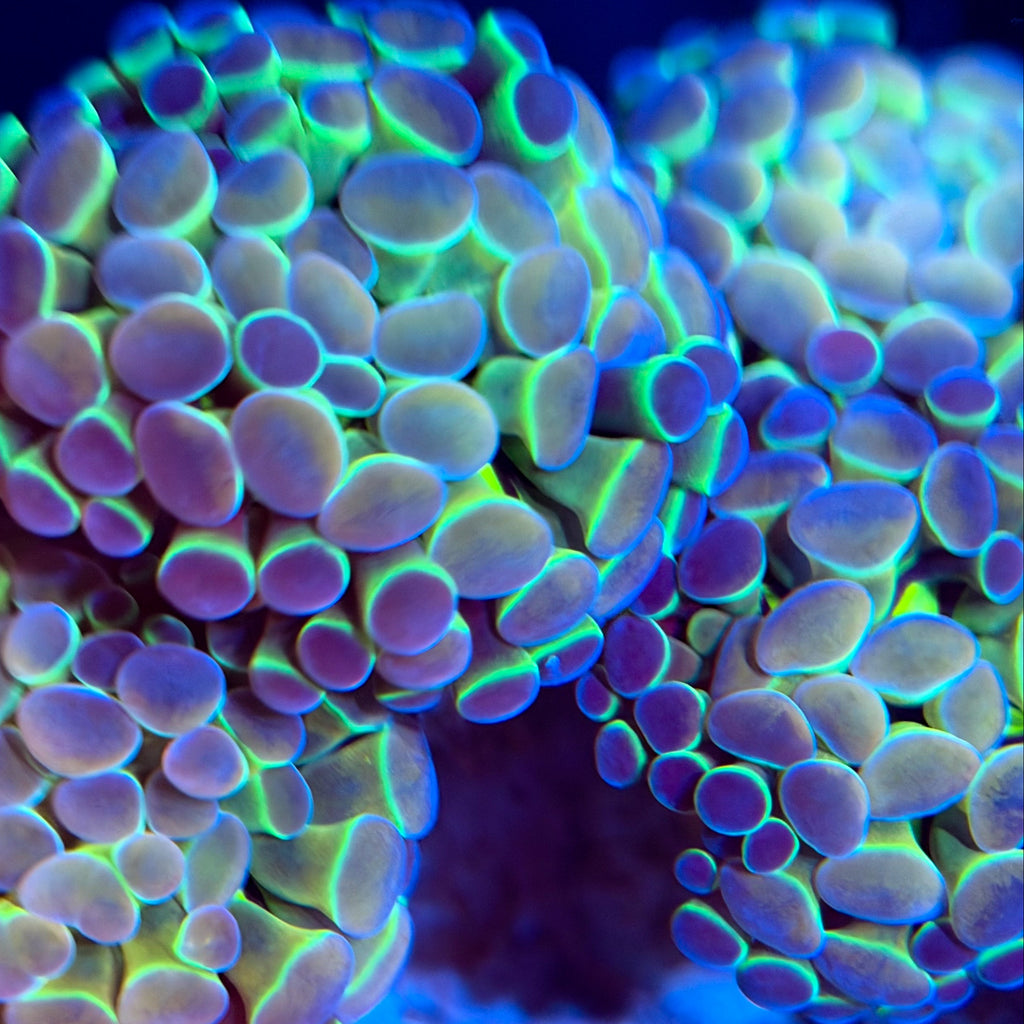 Hologram Hammer
