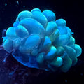 Yellow Bubble