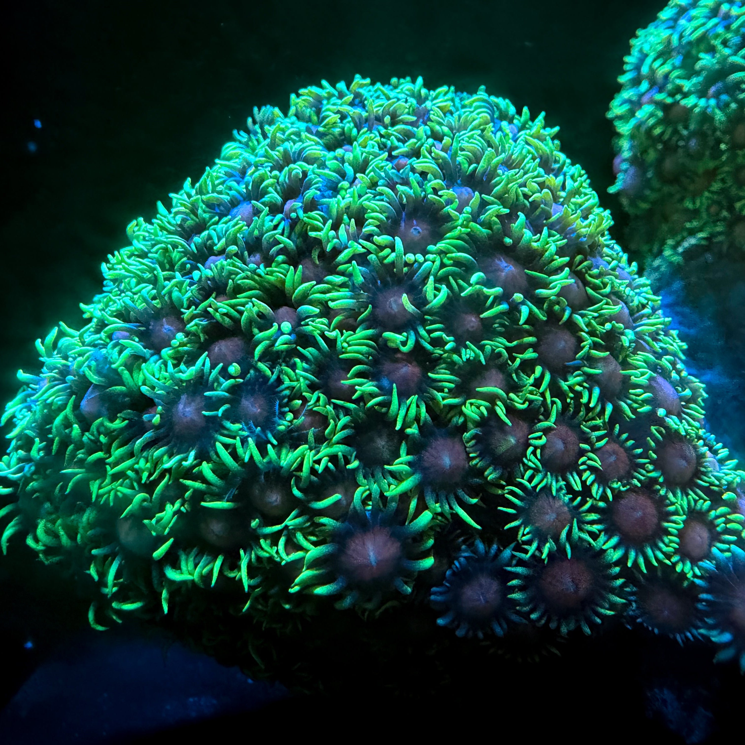 NEON Green Goniopora LARGE