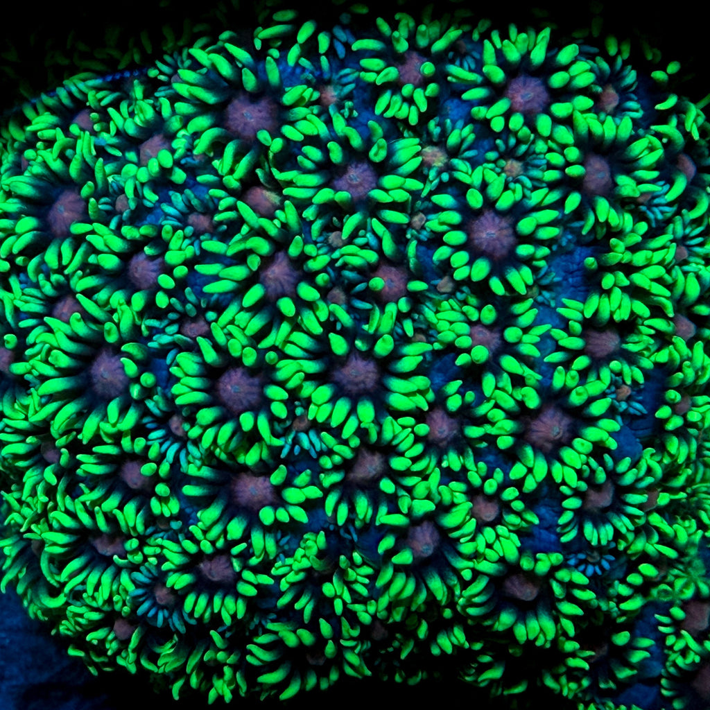 NEON Green Goniopora LARGE