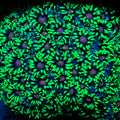 NEON Green Goniopora LARGE