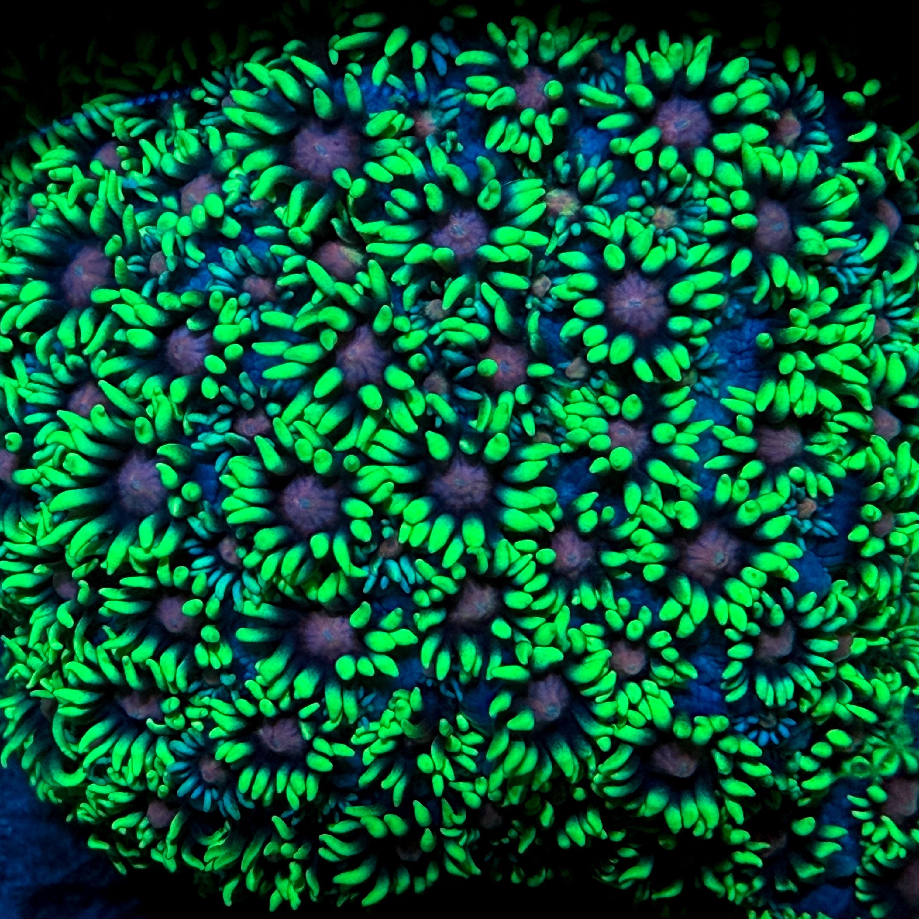 NEON Green Goniopora LARGE