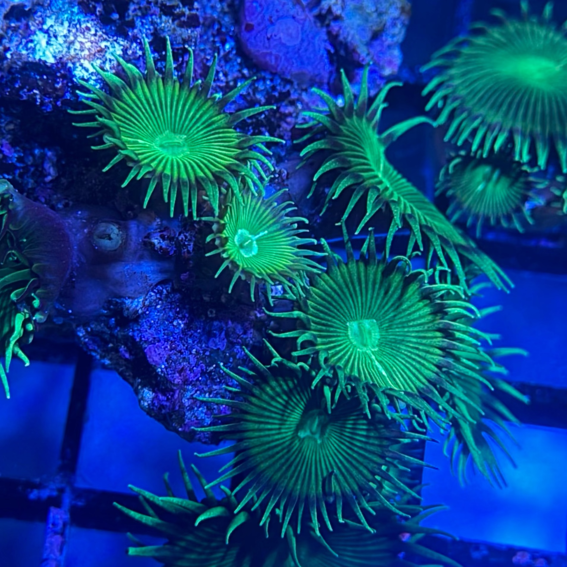 Neon Green Paly