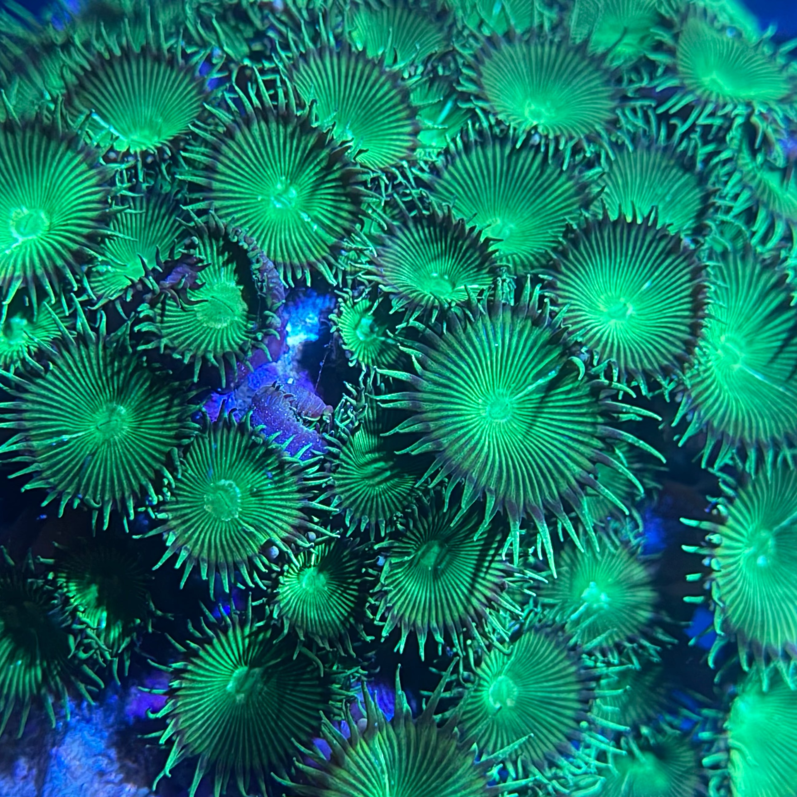Neon Green Paly Rock