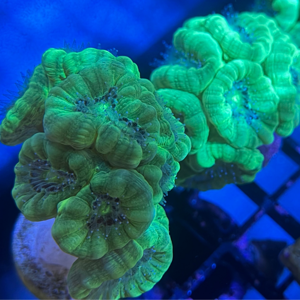 Nuclear Candy Cane 10 Polyps