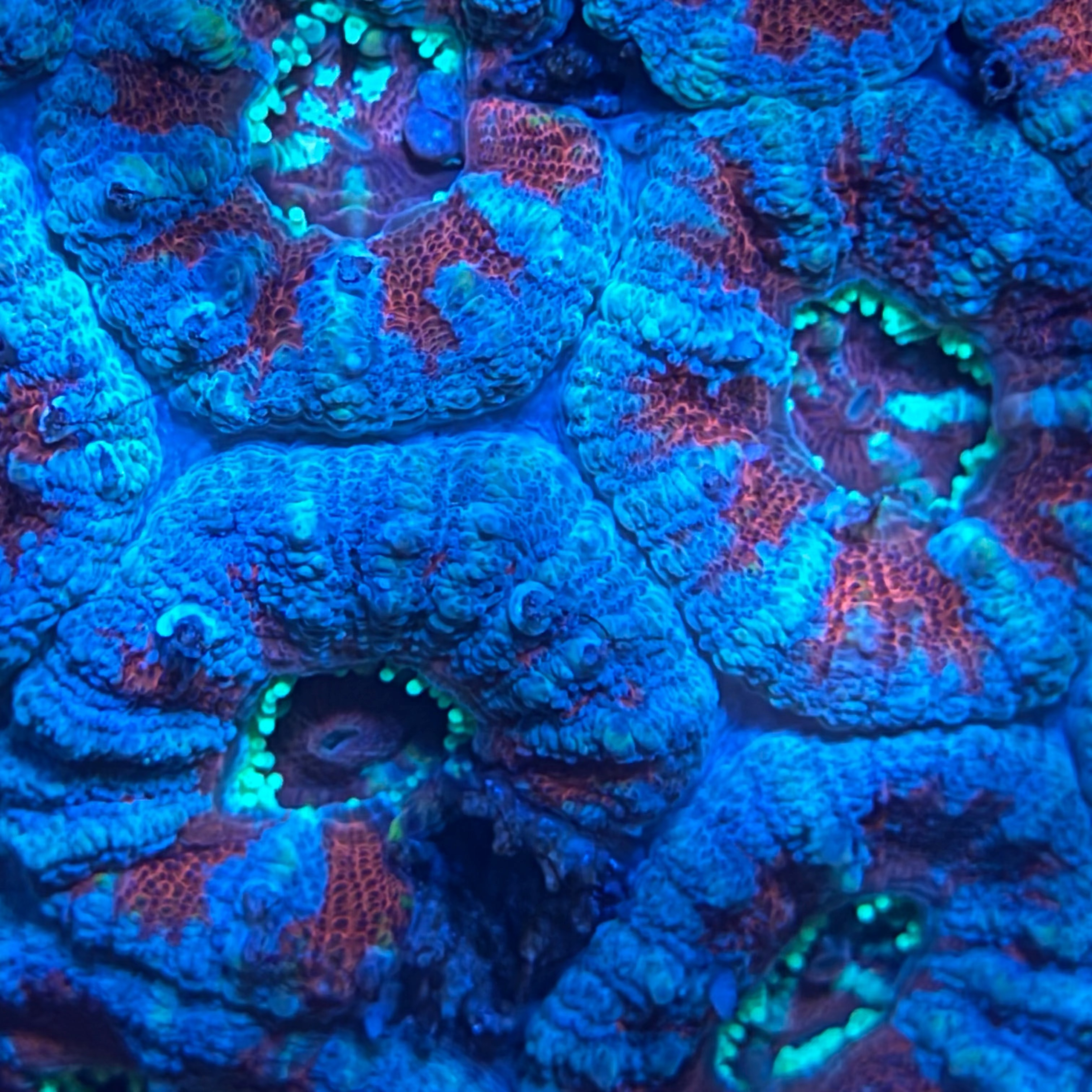 Red & Blue Acans