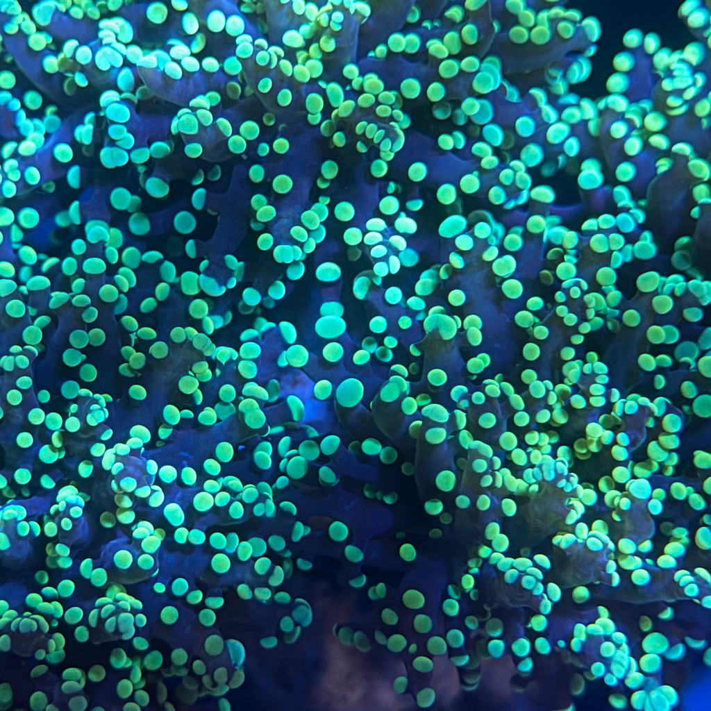 Yaeyamaensis Frogspawn