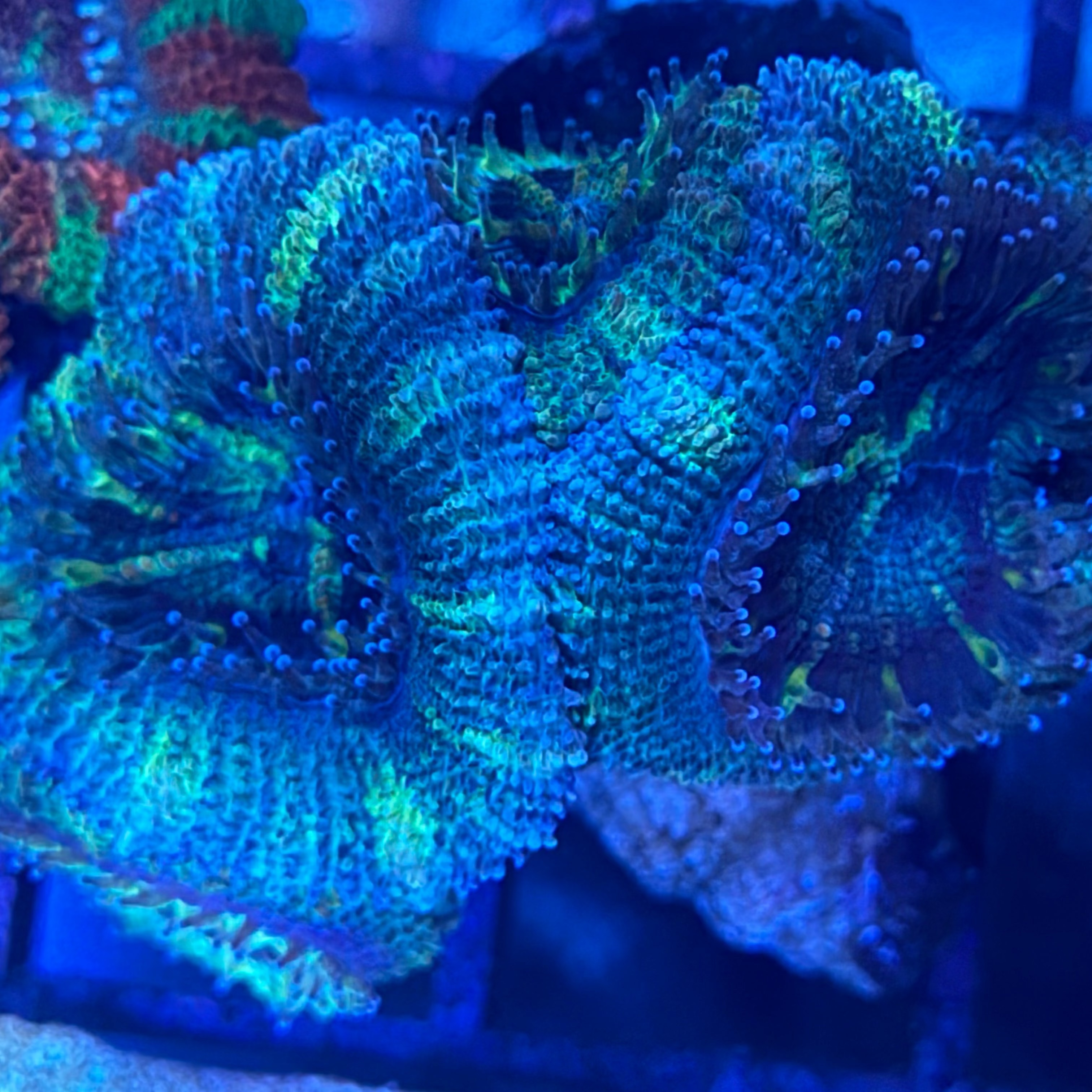 Acan