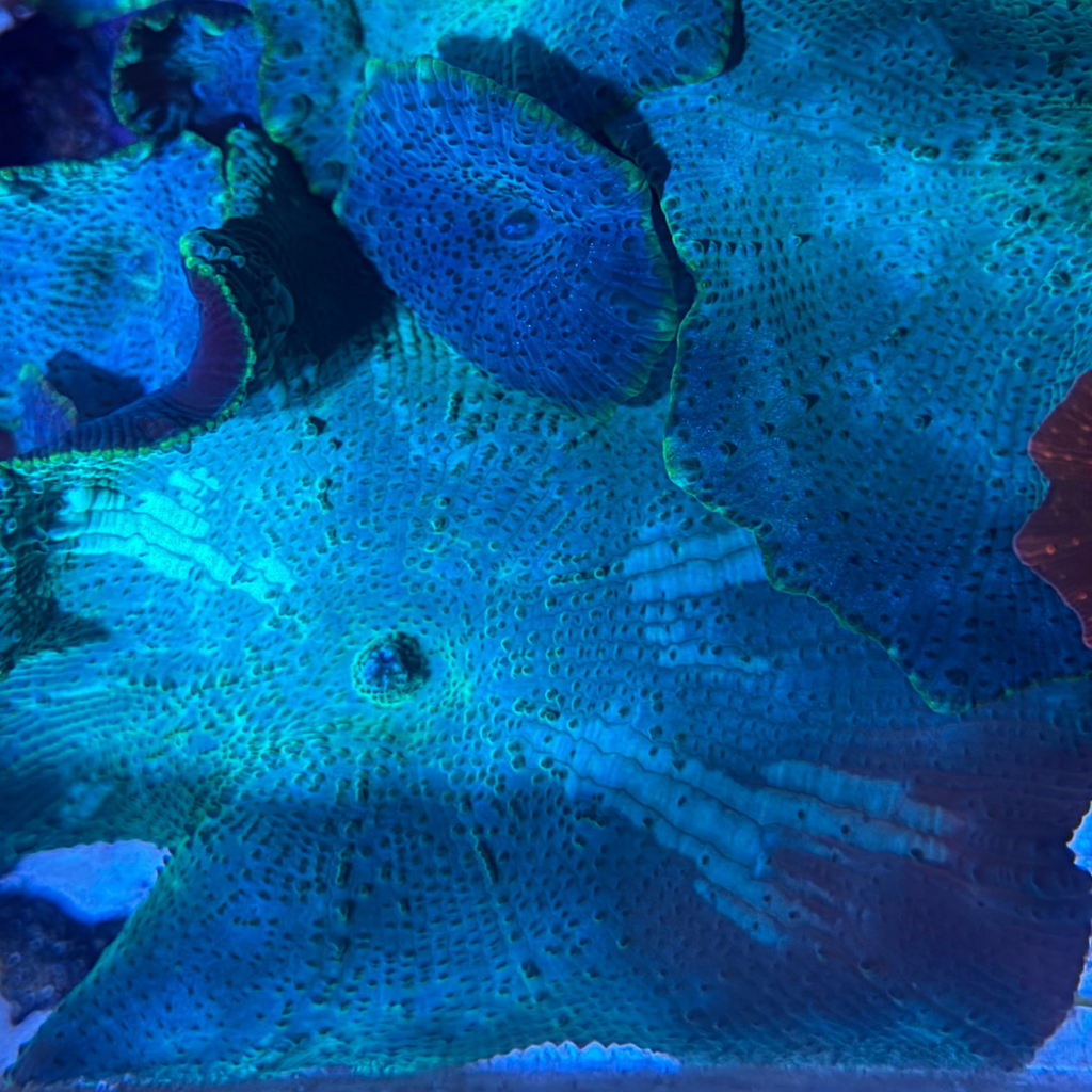 Bi-Color Green Discosoma