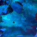 Bi-Color Green Discosoma