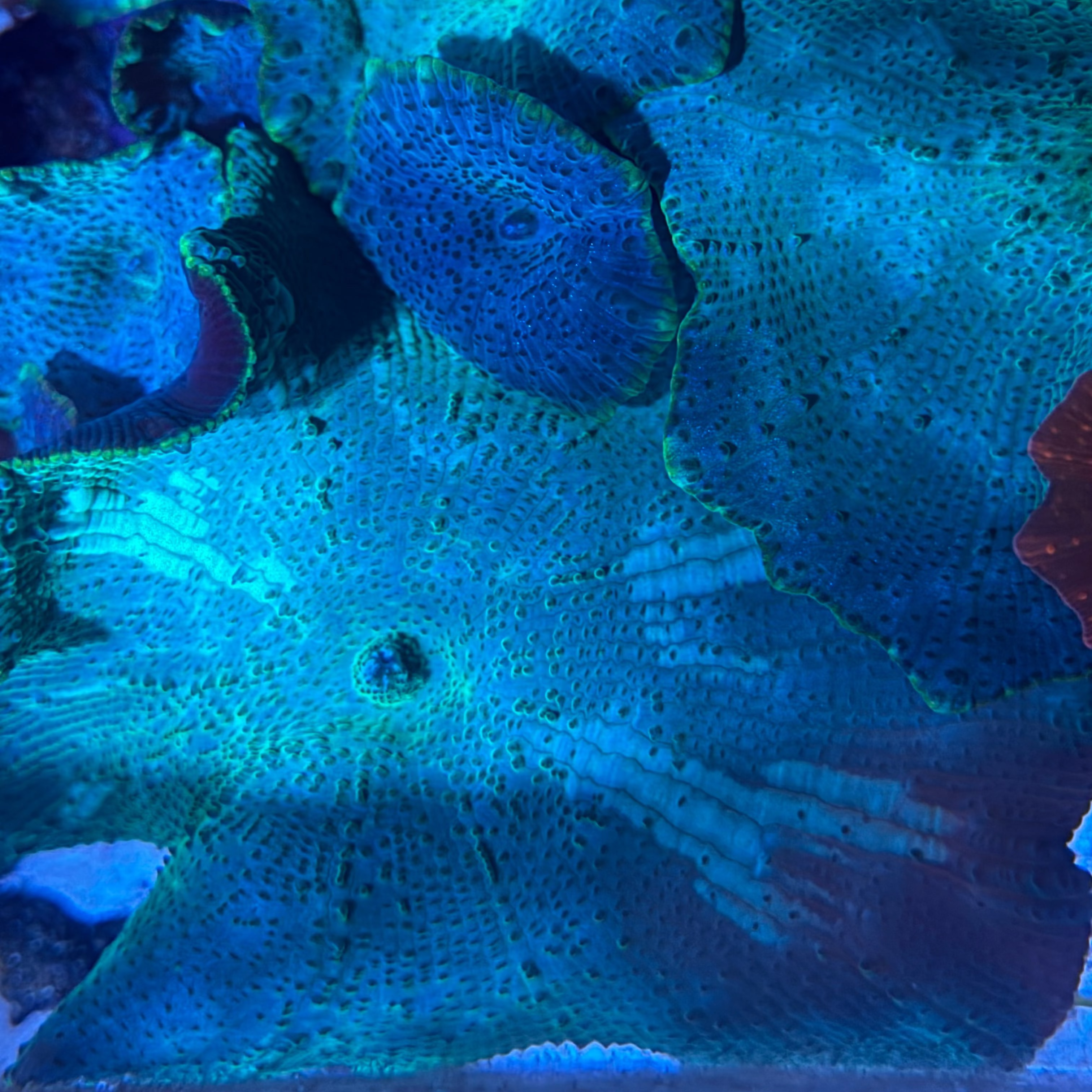 Bi-Color Green Discosoma