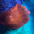 Bright Orange Discosoma