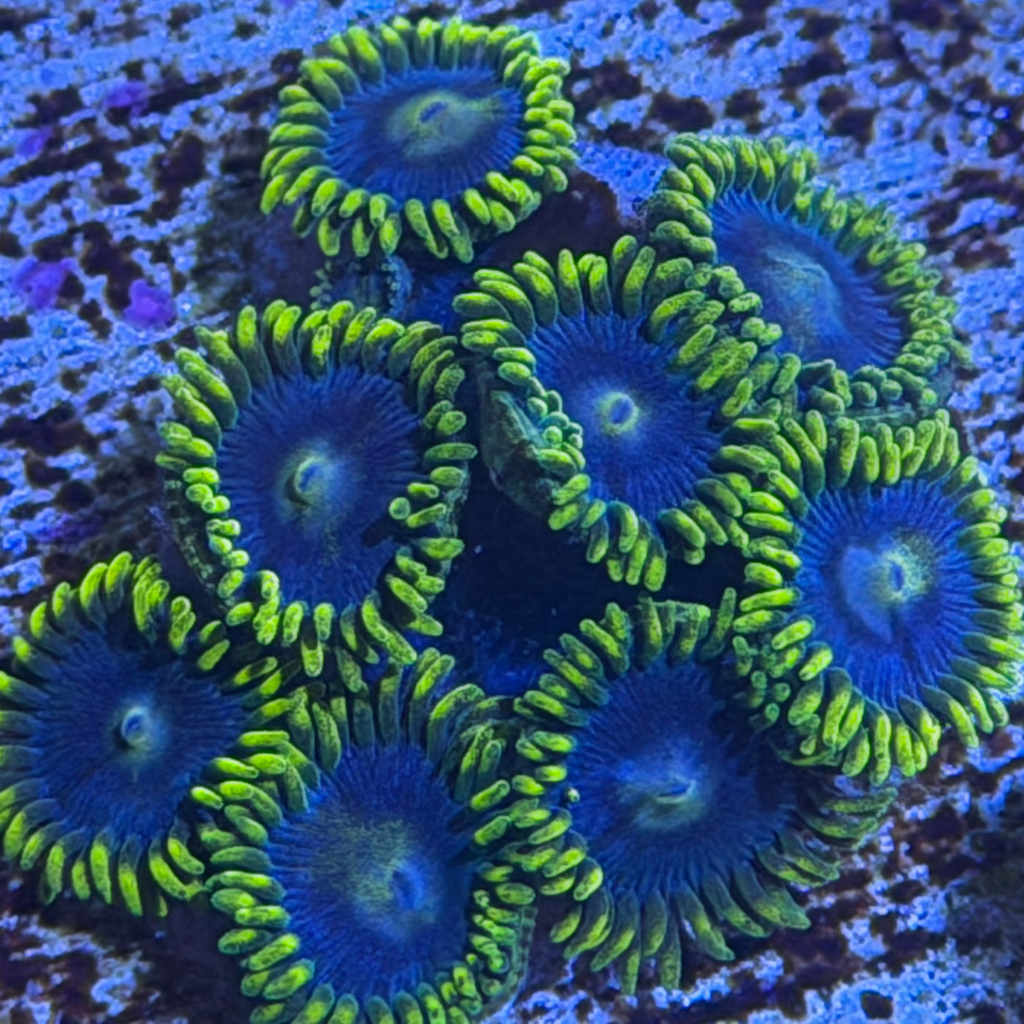 Blueberry Fields Zoa