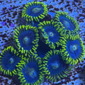 Blueberry Fields Zoa