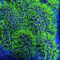 XXL Green Star Polyp Frag