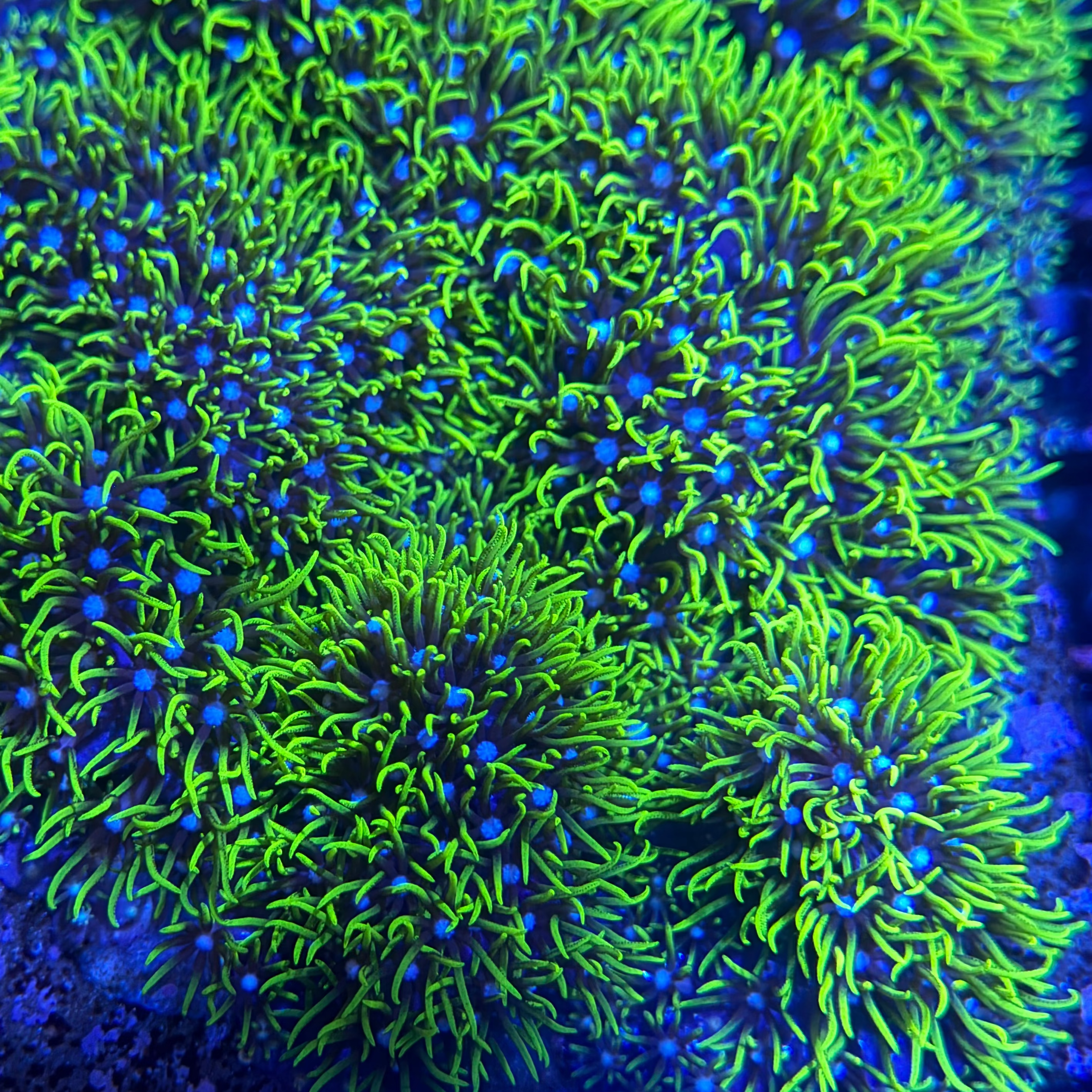 XXL Green Star Polyp Frag