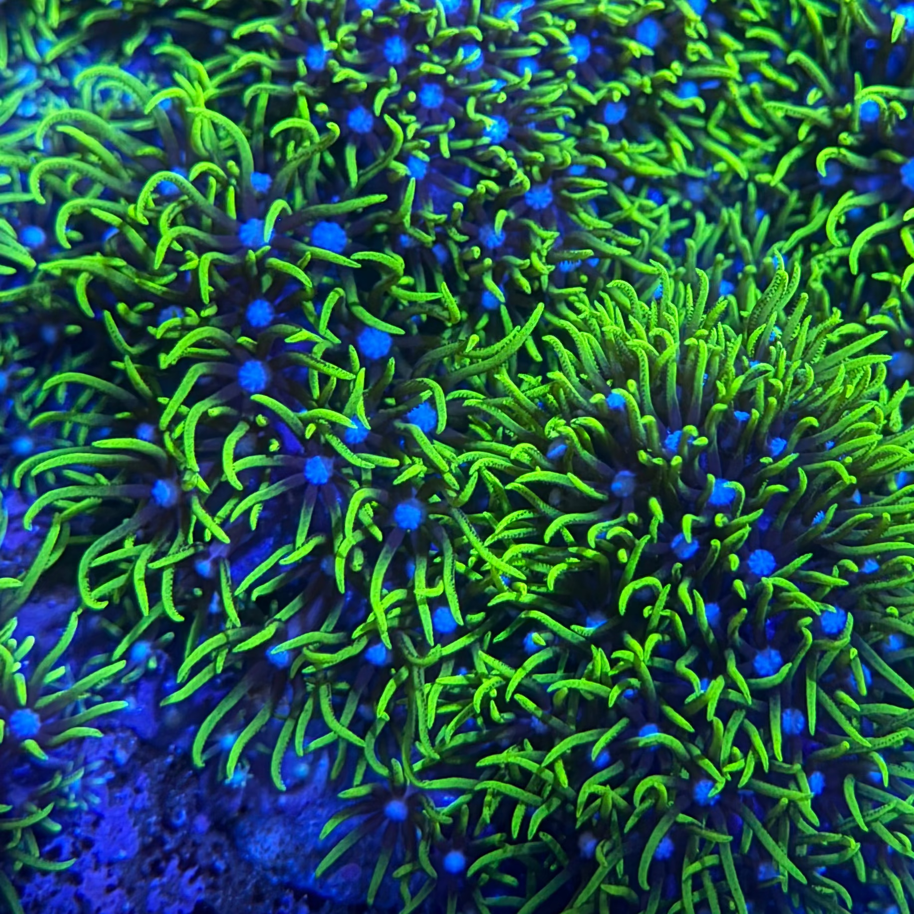 XXL Green Star Polyp Frag