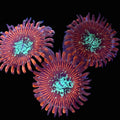 Magician Zoas