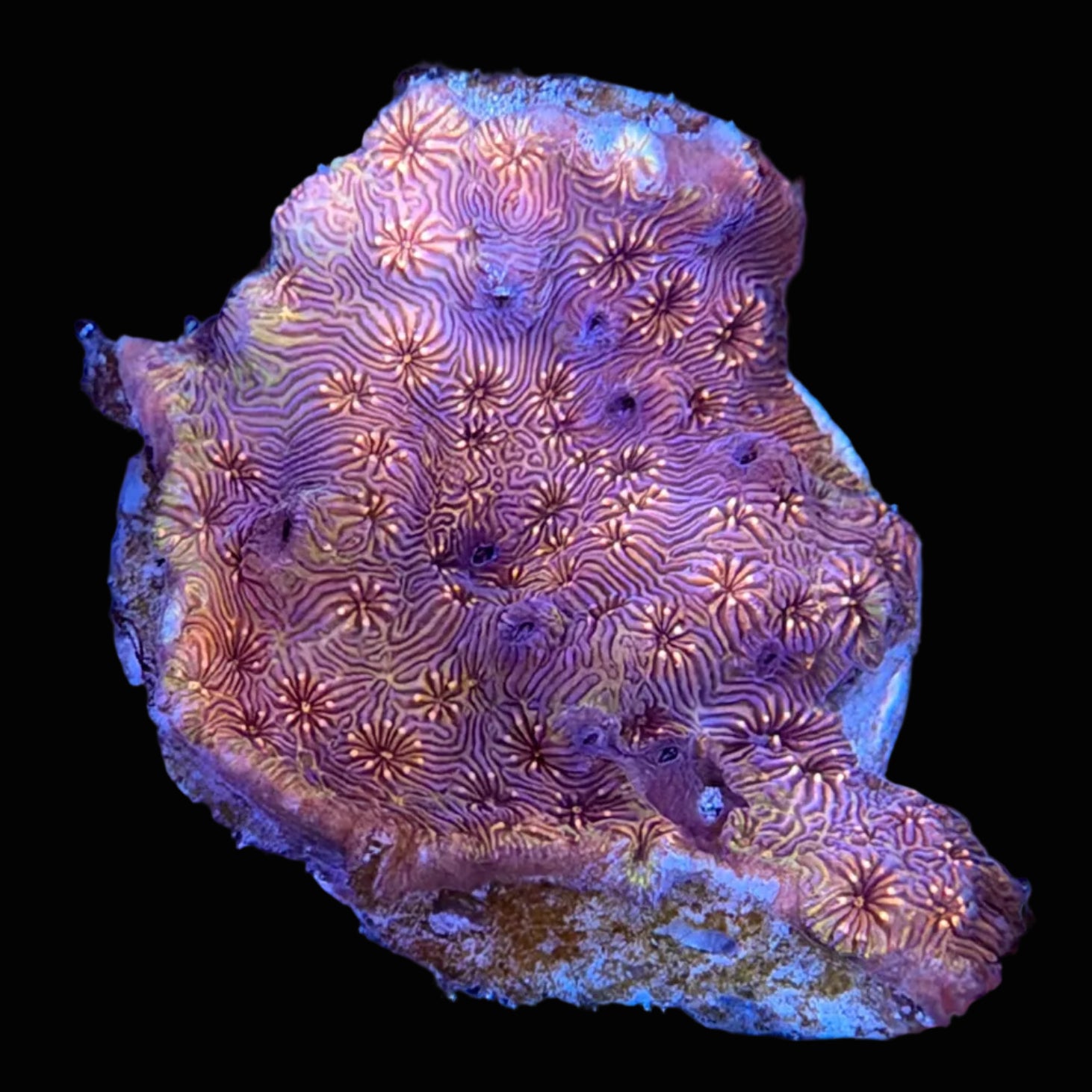 Orange Pavona