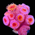 Sun Coral (NPS)