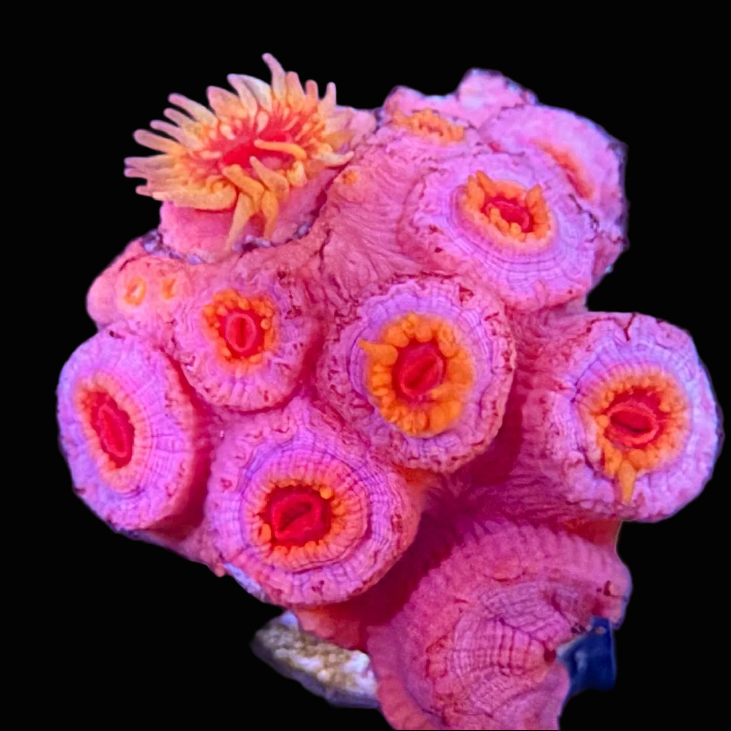 Sun Coral (NPS)