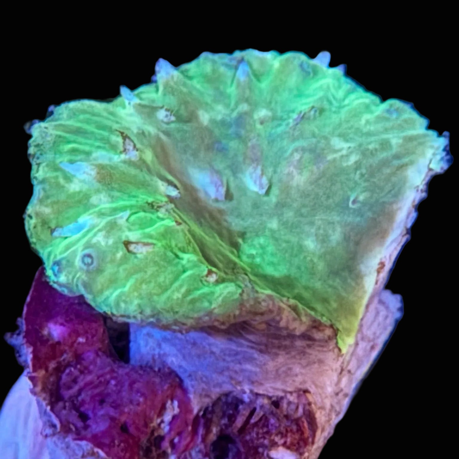 Neon Green Cabbage Leather