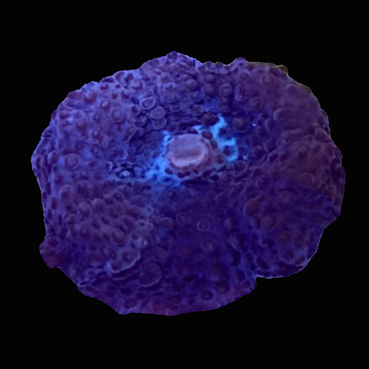 Ricordia Mushroom