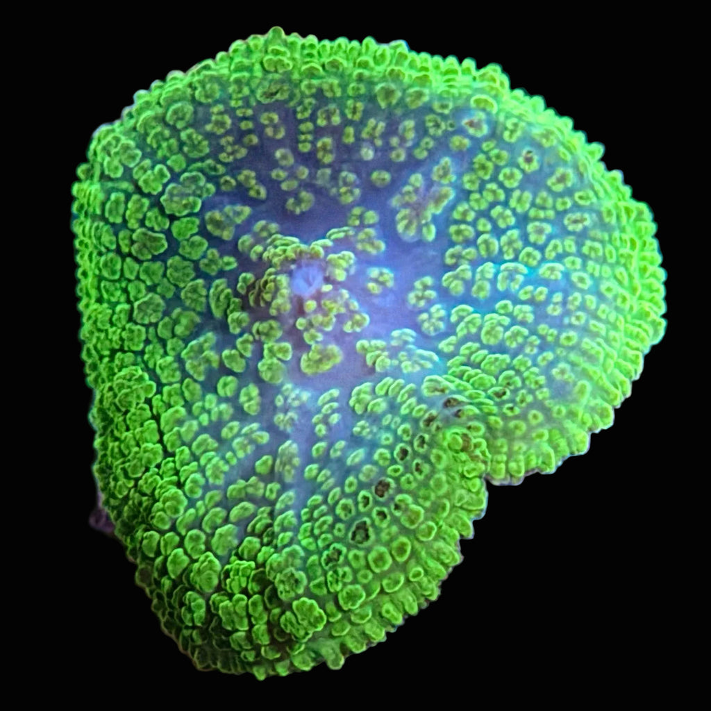 Ricordia Mushroom
