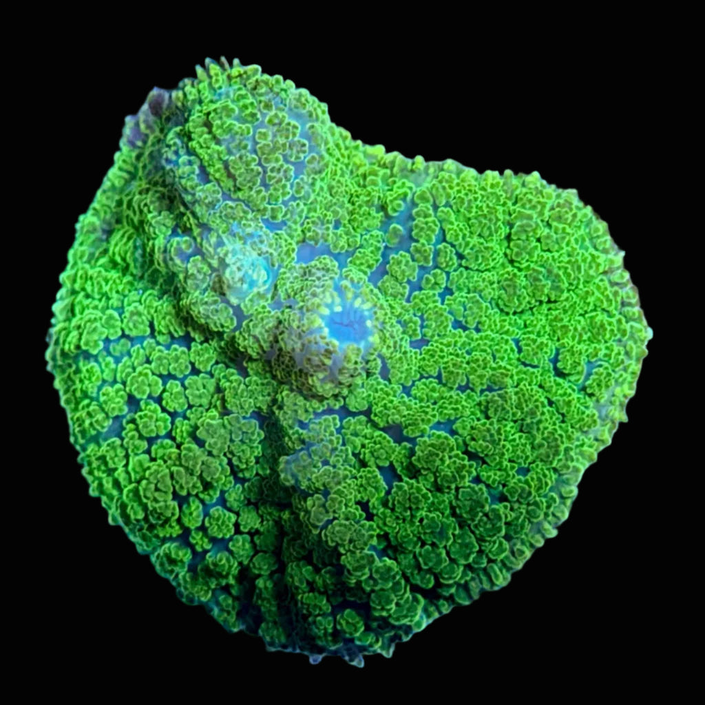 Ricordia Mushroom