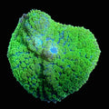 Ricordia Mushroom