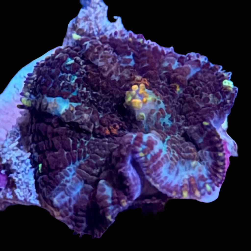 Ricorida Mushroom