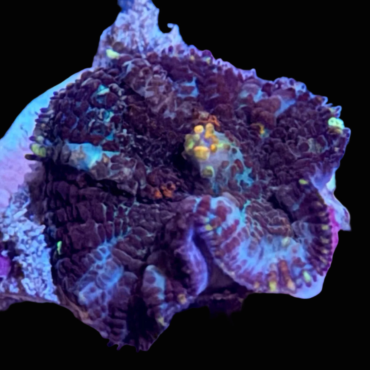 Ricorida Mushroom
