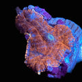 Ricordia Mushroom
