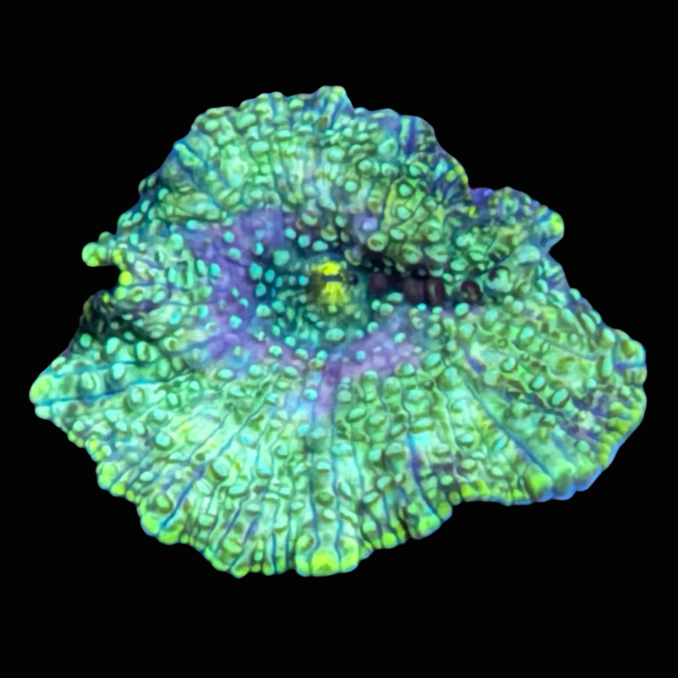 Ricordia Mushroom