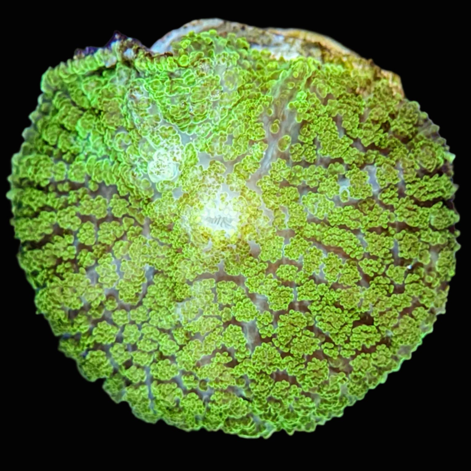 Ricordia Mushroom