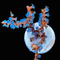 Blueberry Gorgonian (NPS)