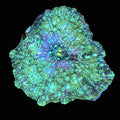Ricordia Mushroom