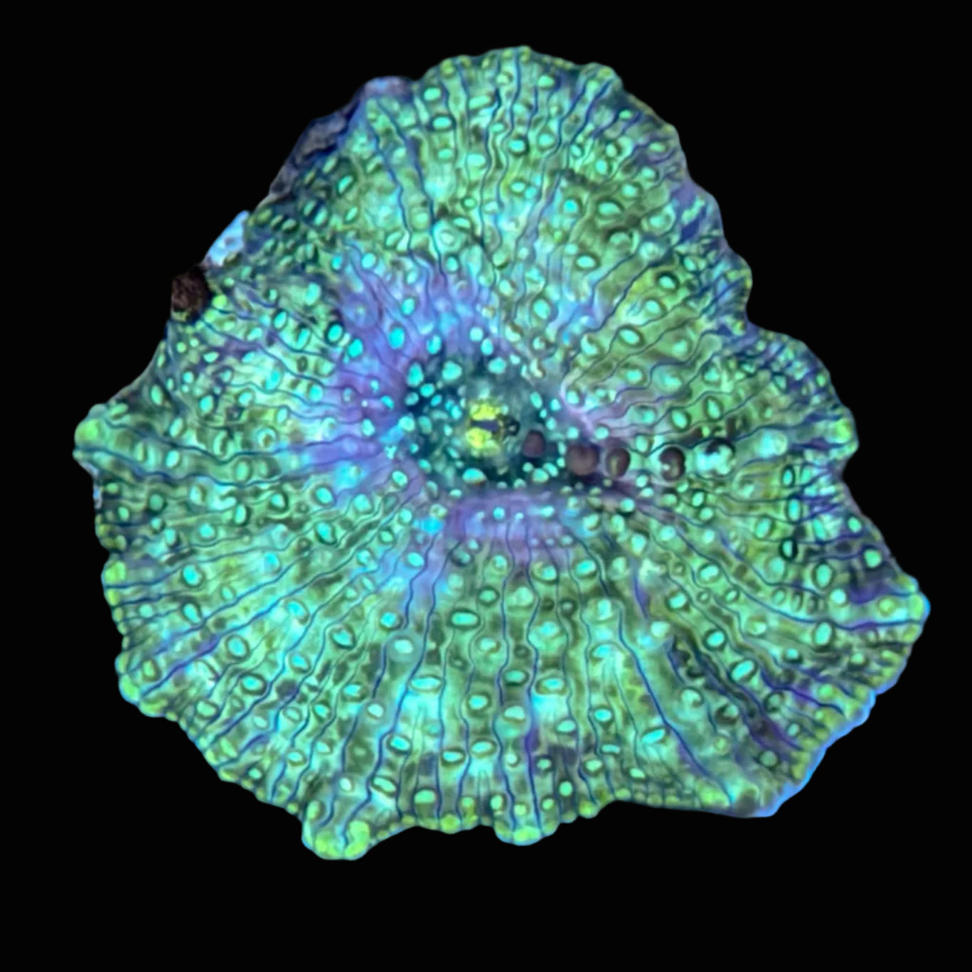 Ricordia Mushroom