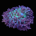 Ricordia Mushroom