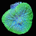 Ricordia Mushroom