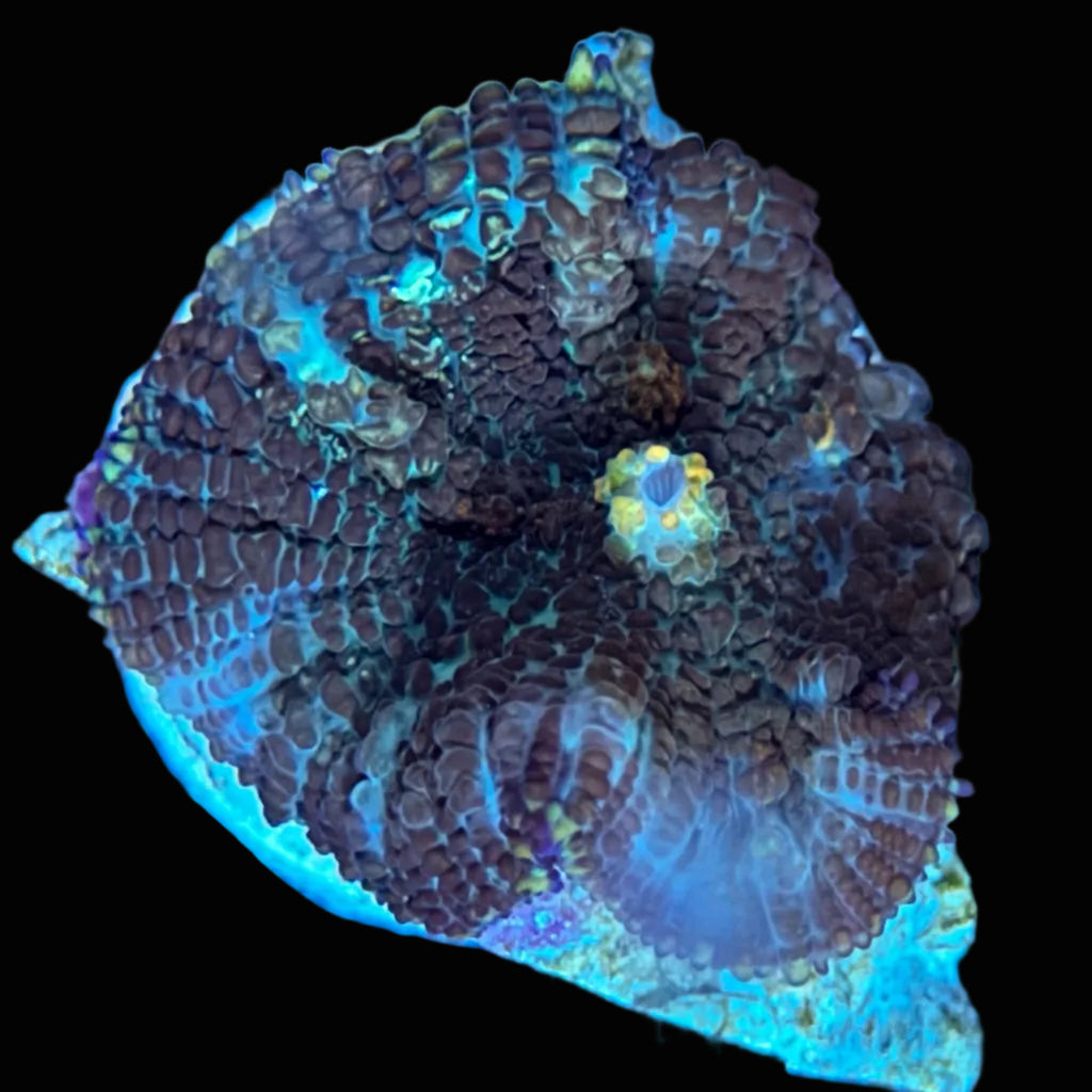 Ricorida Mushroom