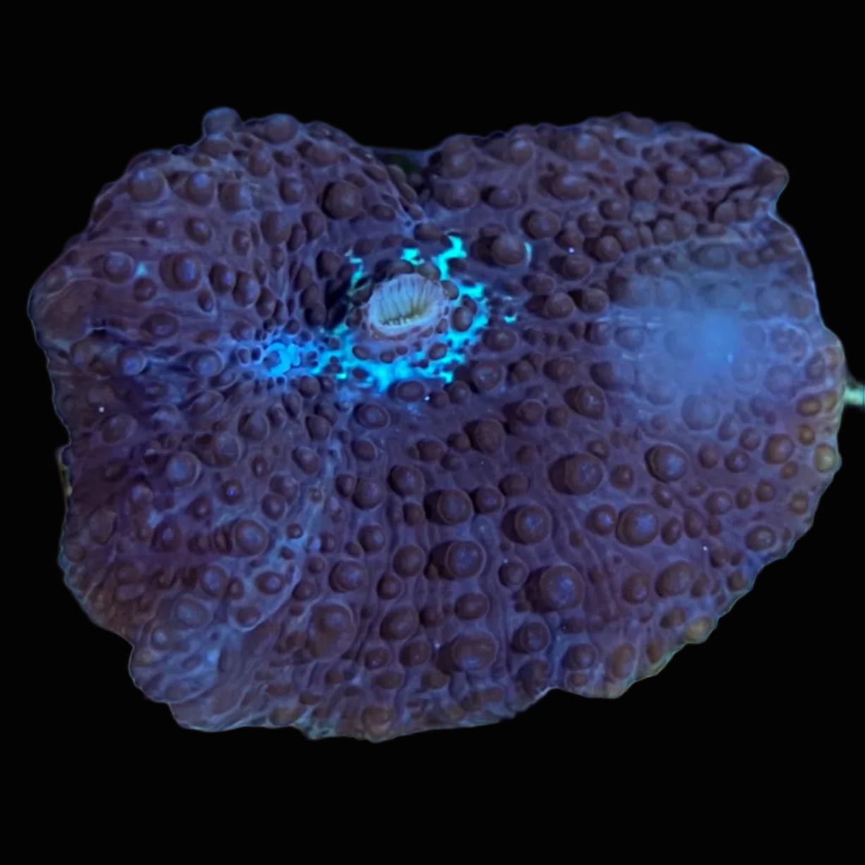 Ricordia Mushroom