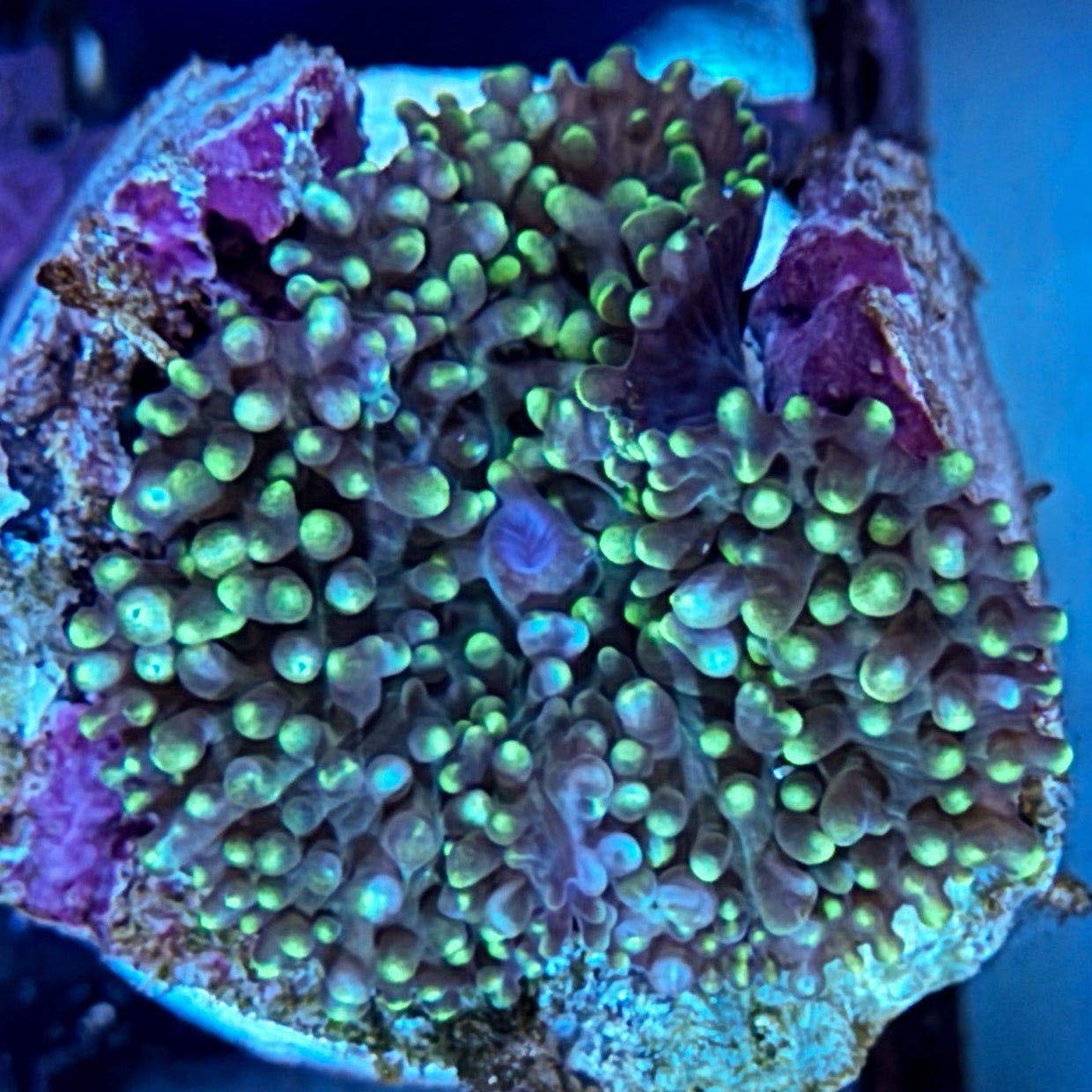Ricordia Mushroom