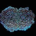 Red Eye Goni Double Branching - Large