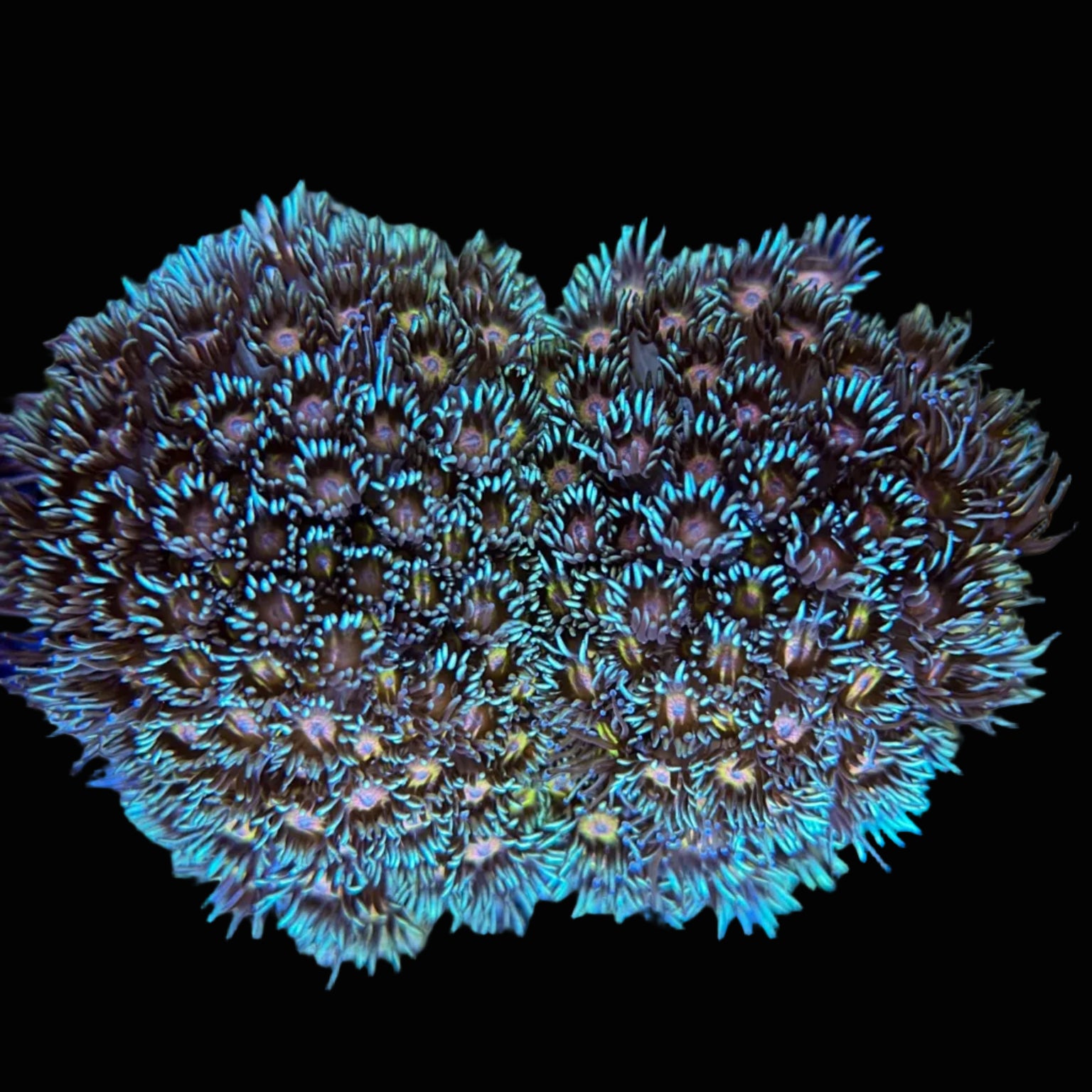 Red Eye Goni Double Branching - Large