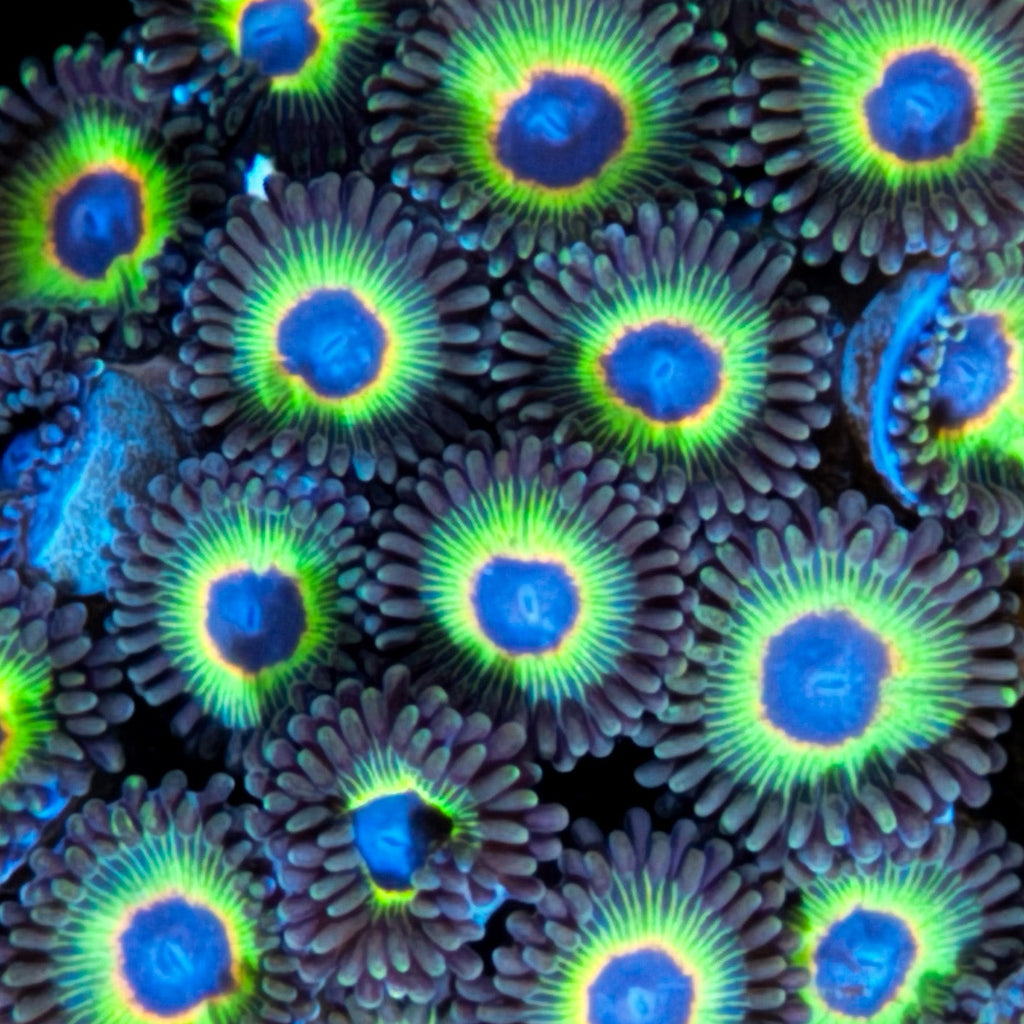 Bob Marley Zoanthids