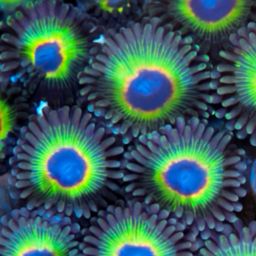 Bob Marley Zoanthids