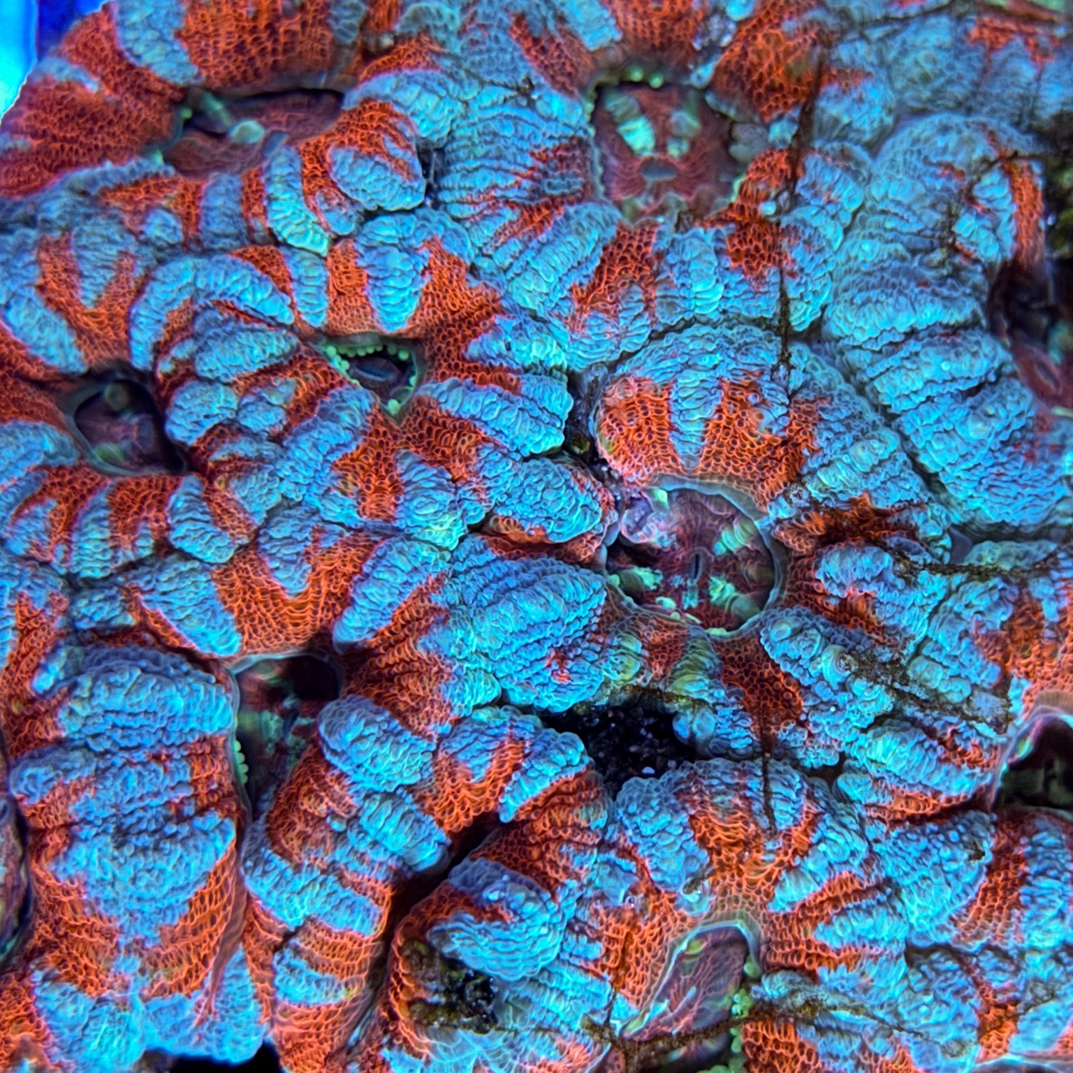 Red & Blue Acans